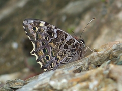 Neope simulans