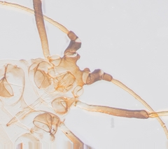Neotoxoptera formosana