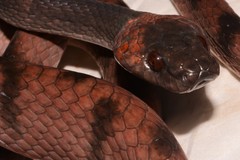Siphlophis compressus