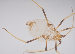Neotoxoptera formosana