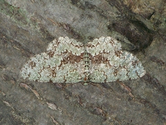 Ophthalmitis irrorataria