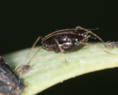 Neotoxoptera formosana
