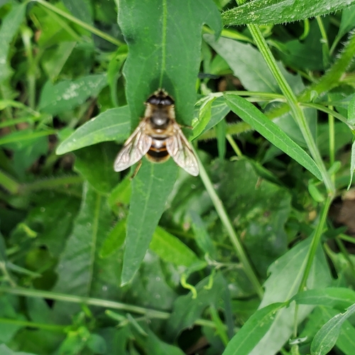 Common Drone Fly