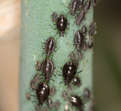Neotoxoptera formosana