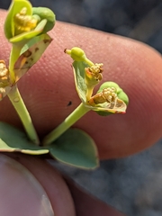 (c) Abraham Sánchez Romero, some rights reserved (CC BY) Euphorbia lurida, photograph (c) Abraham Sánchez Romero, some rights reserved (CC BY)
