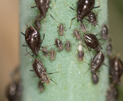 Neotoxoptera formosana