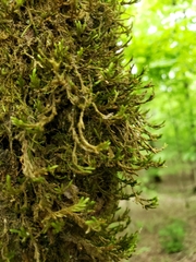 Forsstroemia trichomitria