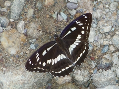 Limenitis homeyeri