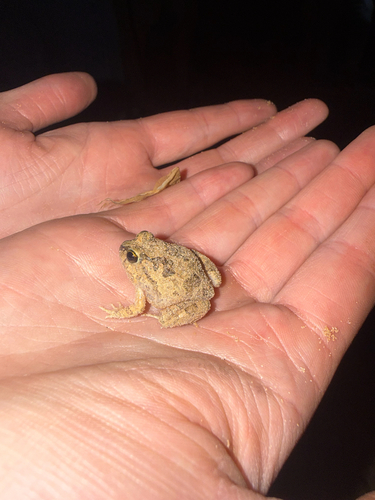 Ornate Burrowing Frog