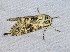 Lichnoptera pollux