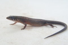 Loxopholis parietalis