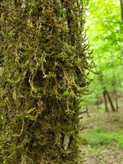 Forsstroemia trichomitria