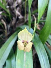 Maxillaria egertoniana