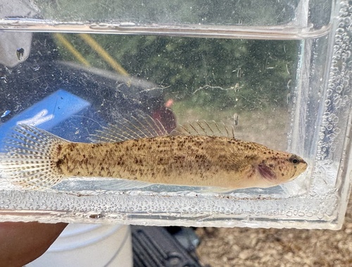 Lollypop darter (Etheostoma neopterum) — Percidae — 5