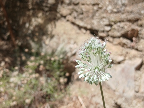 Allium sardoum
