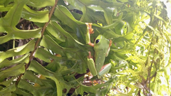 Agalychnis moreletii