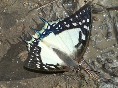 Polyura eudamippus