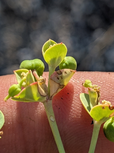 Euphorbia lurida, photograph 5