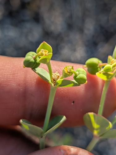 Euphorbia lurida, photograph 6