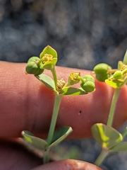 Euphorbia lurida, photograph (c) Abraham Sánchez Romero, some rights reserved (CC BY)