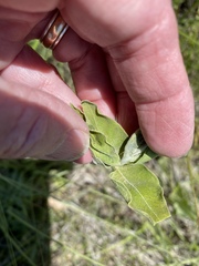 Asclepias viridiflora