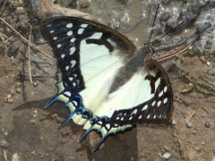 Polyura eudamippus