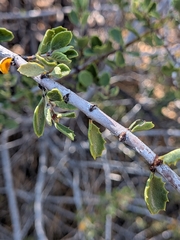 Ceanothus perplexans, photograph (c) Abraham Sánchez Romero, some rights reserved (CC BY)