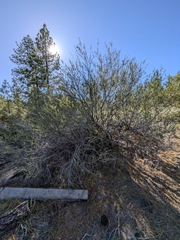 Ceanothus perplexans, photograph (c) Abraham Sánchez Romero, some rights reserved (CC BY)
