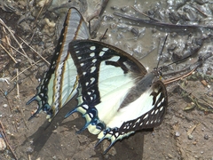 Polyura eudamippus