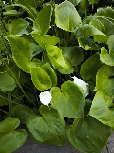 marsh calla