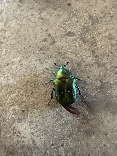 European Rose Chafer