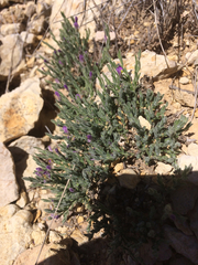 Hebecarpa macradenia