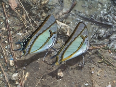 Polyura eudamippus