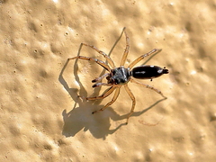 Cosmophasis baehrae