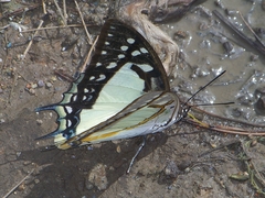 Polyura eudamippus