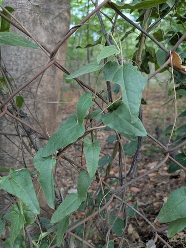 Cocculus hirsutus, photograph 6