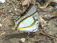 Polyura eudamippus