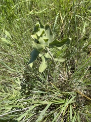 Asclepias viridiflora