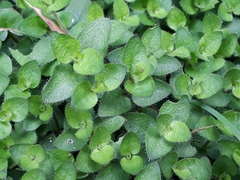 Leptostigma setulosum