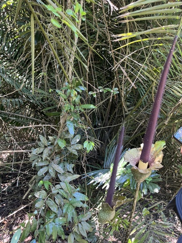 Amorphophallus hirtus, photograph 6