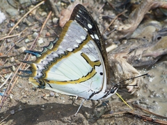 Polyura eudamippus