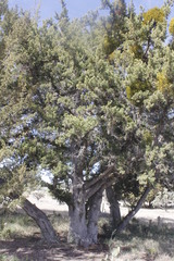Juniperus angosturana