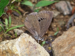Caerulea coeligena