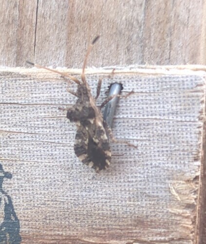 Centrocoris variegatus