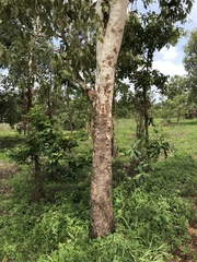Corymbia arafurica