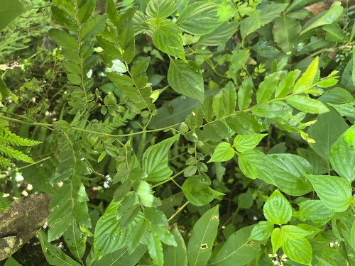 Ventilago elegans