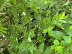 Ventilago elegans