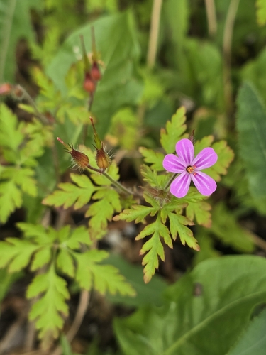 Herb Robert