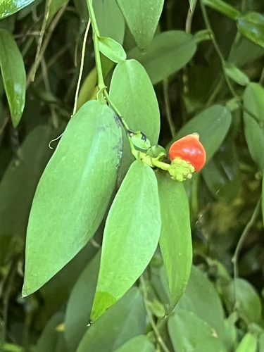 Pothos chinensis, photograph 3