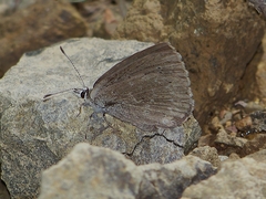 Caerulea coeligena